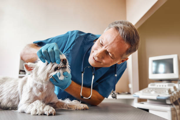 Best Emergency Dental Care for Trauma or Injury in Lake Andes, SD